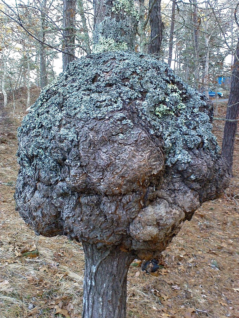800px-Oak_burl Anagyre - Bois exceptionnel