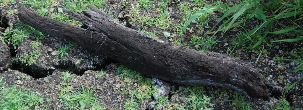 On extrait du bois de tourbière en France (Brière) Extraction de la tourbe de terrains marécageux. Et découverte du morta bois fossilisé, un bois mort extrait de la tourbe de terrains marécageux.
Un bois millénaired'il y a 5 000 ans...